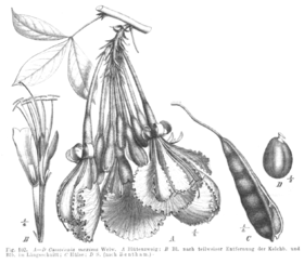 Camoensia scandens Taub102a.png