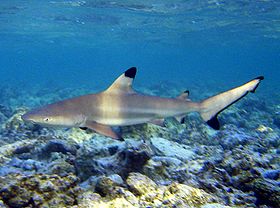 Carcharhinus melanopterus guam.jpg