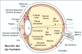 Eyesection-es.svg