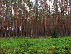 Bosques de pinos en Polonia
