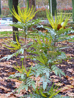 Mahonia x media Habitus 2010-11-25 ParqueGassetCiudadReal.jpg