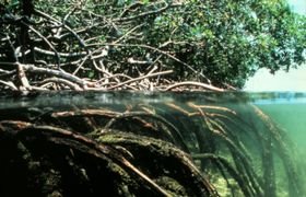 Aspecto de un manglar en Bangladés