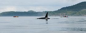 El estrecho de Johnstone es el hogar de verano de un gran número de orcas