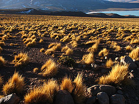 Pajonal de ichu en la puna (Potosí, Bolivia)