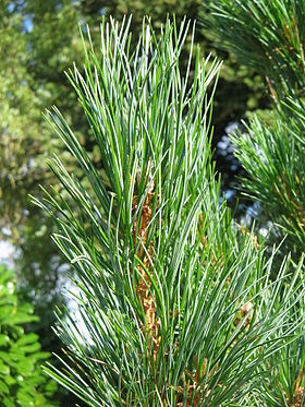 Pinus cembra leaves.jpg