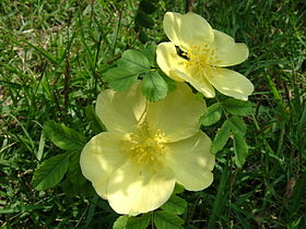 Rosa hugonis.JPG