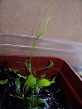 Utricularia praelonga.jpg