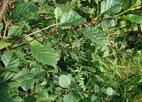 Alnus-viridis-leaves.JPG