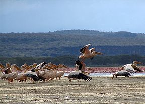 Flamingos at Lake Nakuru.jpg