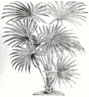 Livistona australis.png