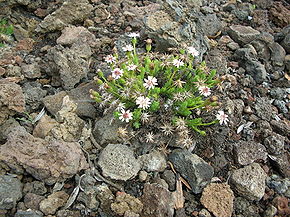 Starr 051003-7959 Tetramolopium humile subsp. haleakalae.jpg