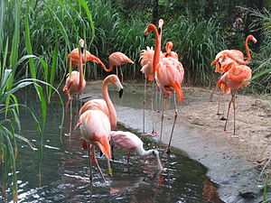 Barranquilla Zoológico Flamencos.jpg