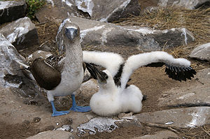 Blue-footed Booby (Sula nebouxii) adult and chick.jpg