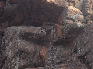 Nido de camoatí colgado de una formación rocosa del Cerro Ventana