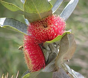 Eucalyptus macrocarpa.jpg