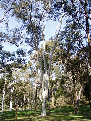 Eucalyptus mannifera.jpg