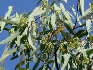 Eucalyptus microtheca 1.jpg