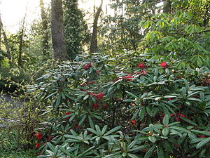 Rhododendron en el Hendricks Park.