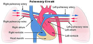 Illu pulmonary circuit.jpg