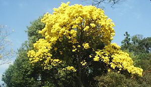 Tajibo, árbol representativo del parque nacional