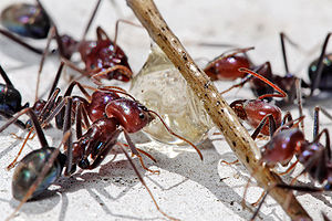 Meat eater ants feeding on honey02.jpg