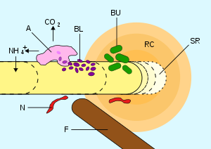 Rhizosphere.svg