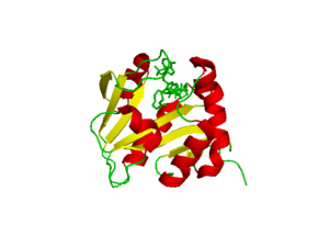 Serotonin N-acetyltransferase.png