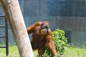 Sumatran Orangutan 3.jpg