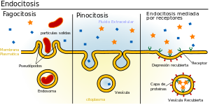 Tipos de endocitosis.svg