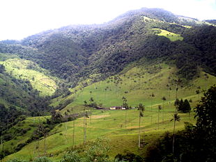 Vista del valle de Cocora