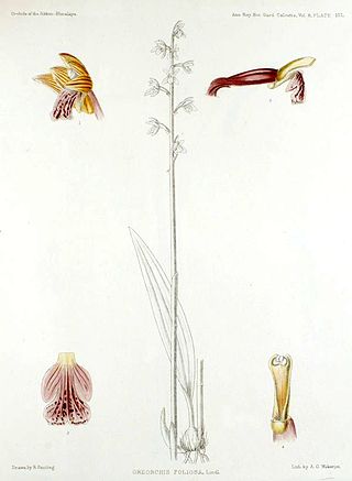 Oreorchis foliosa - The Orchids of the Sikkim-Himalaya pl 137 (1898).jpg