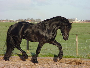 Frisian horse.jpg