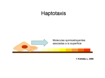 Haptotaxis