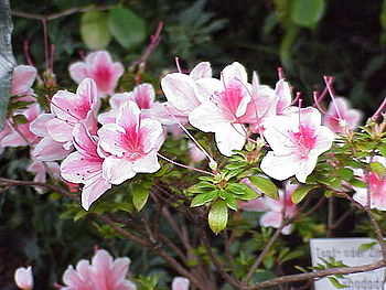 Rhododendron simsii0.jpg