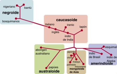 Diagrama genético ADN mapa raza caucasoide mongoloide negroide australoide amerindio.png