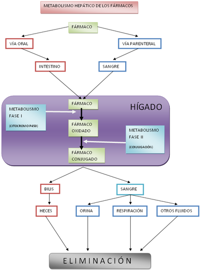 Diagrama Metabolismo hepático.PNG