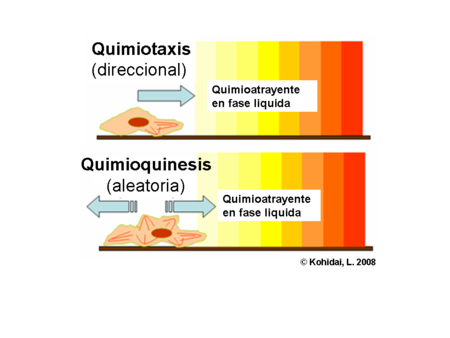 Quimioquinesis