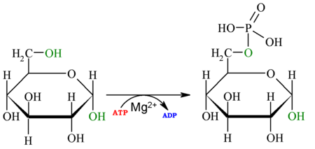 Reaction-Glucose-Glucose-6P oc.png