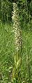 Himantoglossum hircinum plant2.jpg