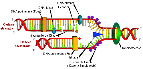 Esquema representativo de la replicación del ADN