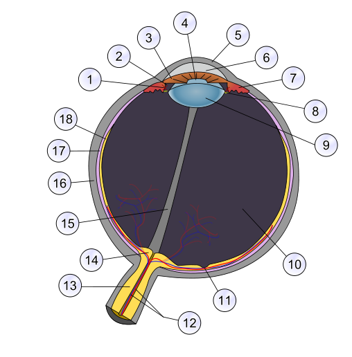 Schematic diagram of the human eye multilingual.svg