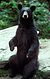 Black bear large.jpg