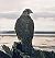 Falco rusticolus.jpg