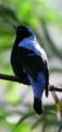Asian Fairy Bluebird.jpg
