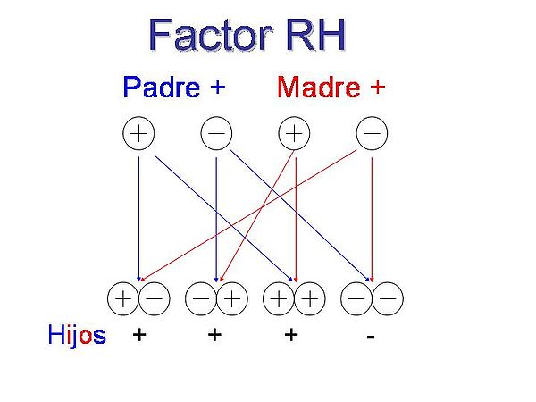 Factor rh.jpg