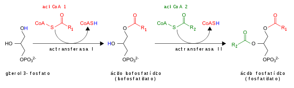 Phosfatidic acid synthesis es.svg