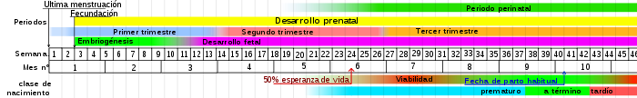Calendario del desarrollo humano antes del embarazo