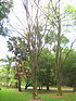 Pithecelobium samanea - Jardim Botânico de São Paulo - IMG 0385.jpg