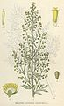 Artemisia absinthium NF.jpg