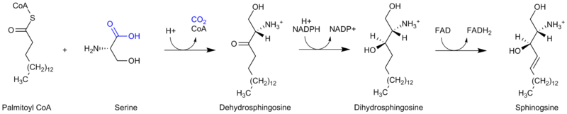 Sphingosine synthesis